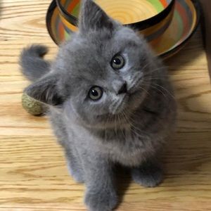 Meet your Posher, Caroline